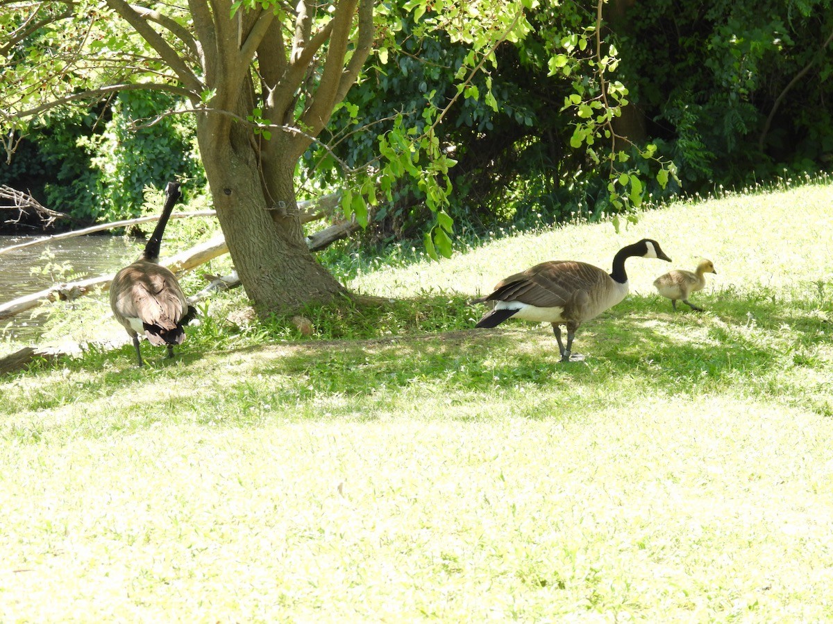 Canada Goose - ML620429976