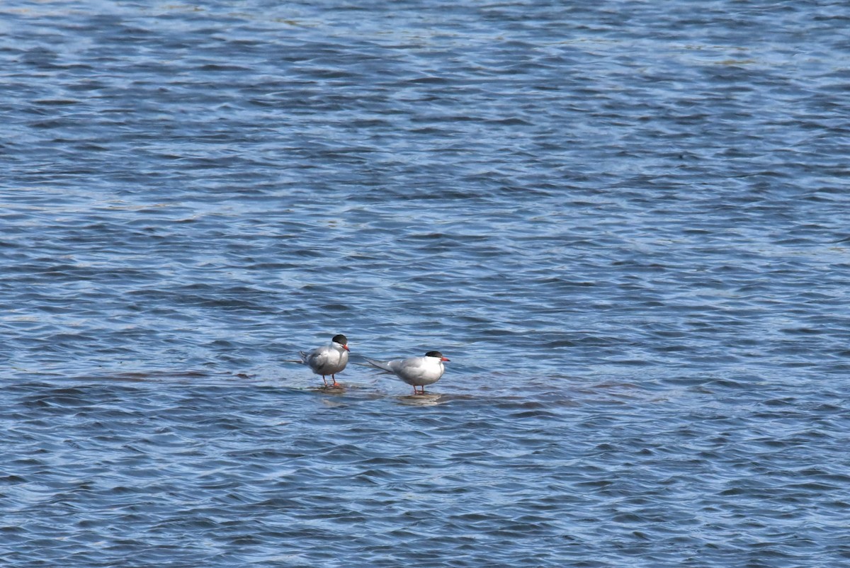 Common Tern - ML620429980