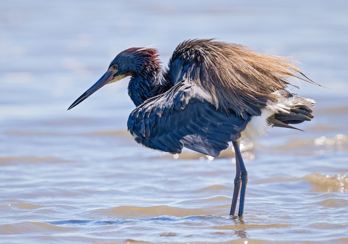 Tricolored Heron - ML620429982