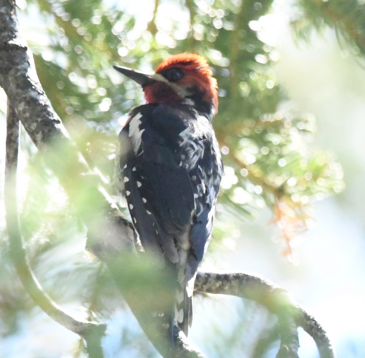 tanımsız Sphyrapicus sp. - ML620429985