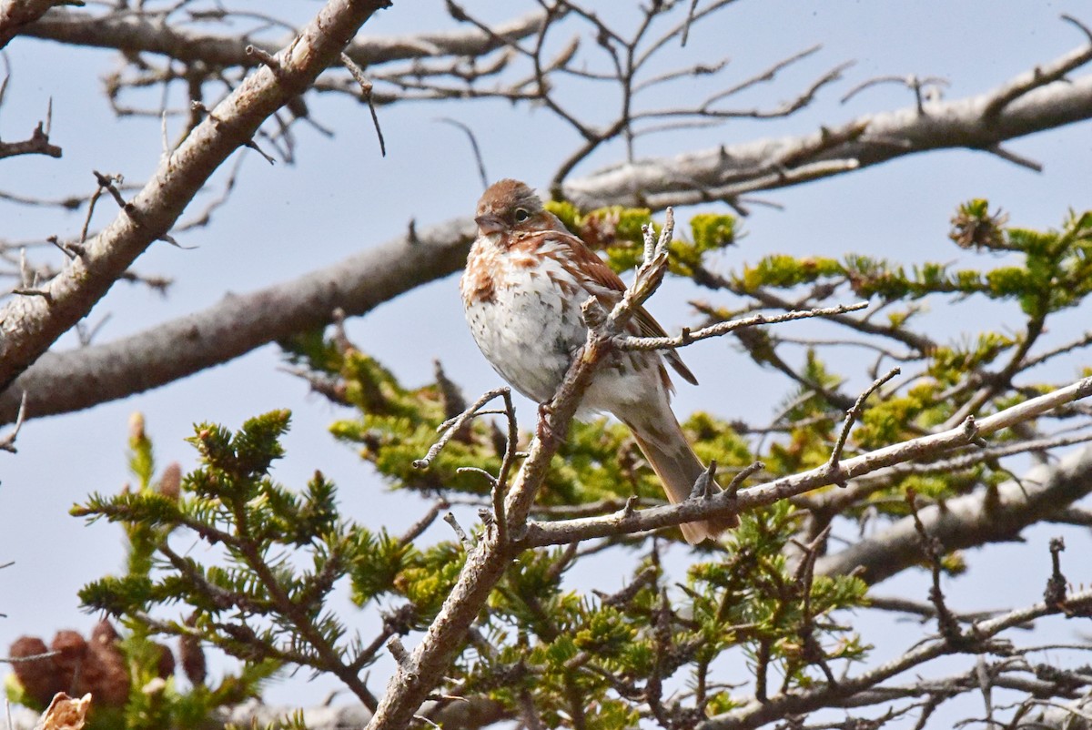 Fox Sparrow - ML620429997