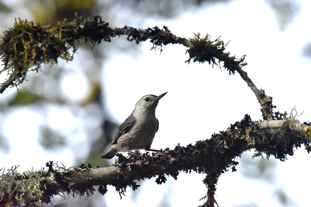 White-breasted Nuthatch - ML620430004