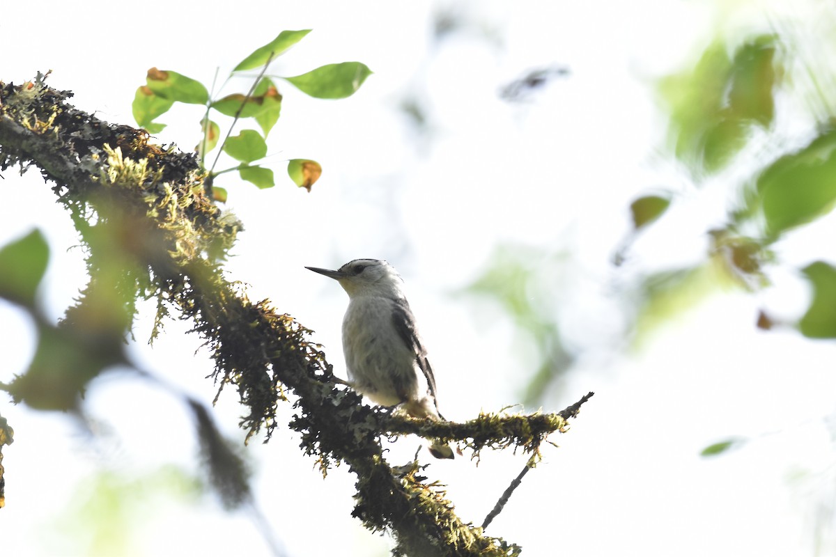 White-breasted Nuthatch - ML620430005