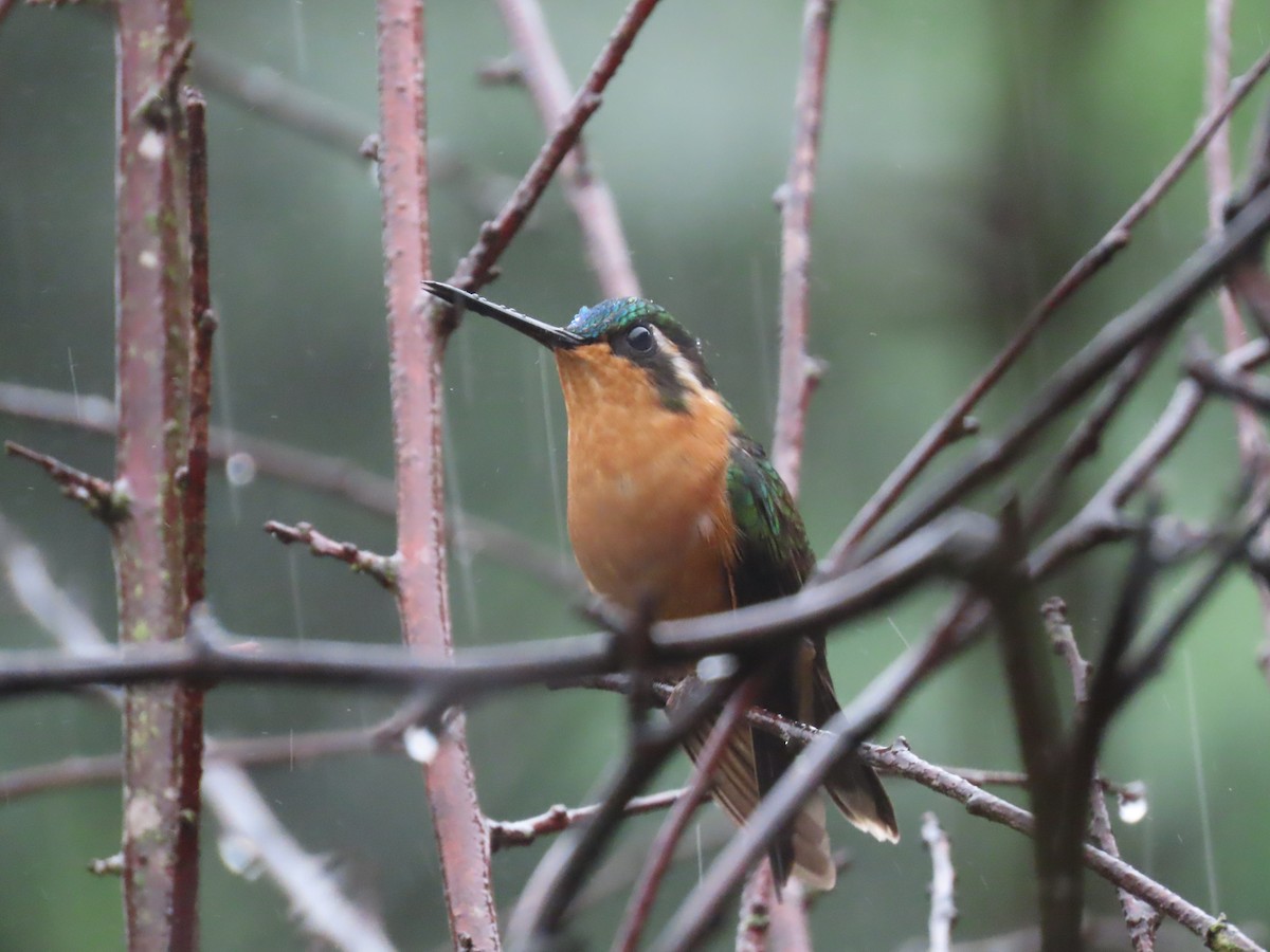 White-throated Mountain-gem - ML620430013