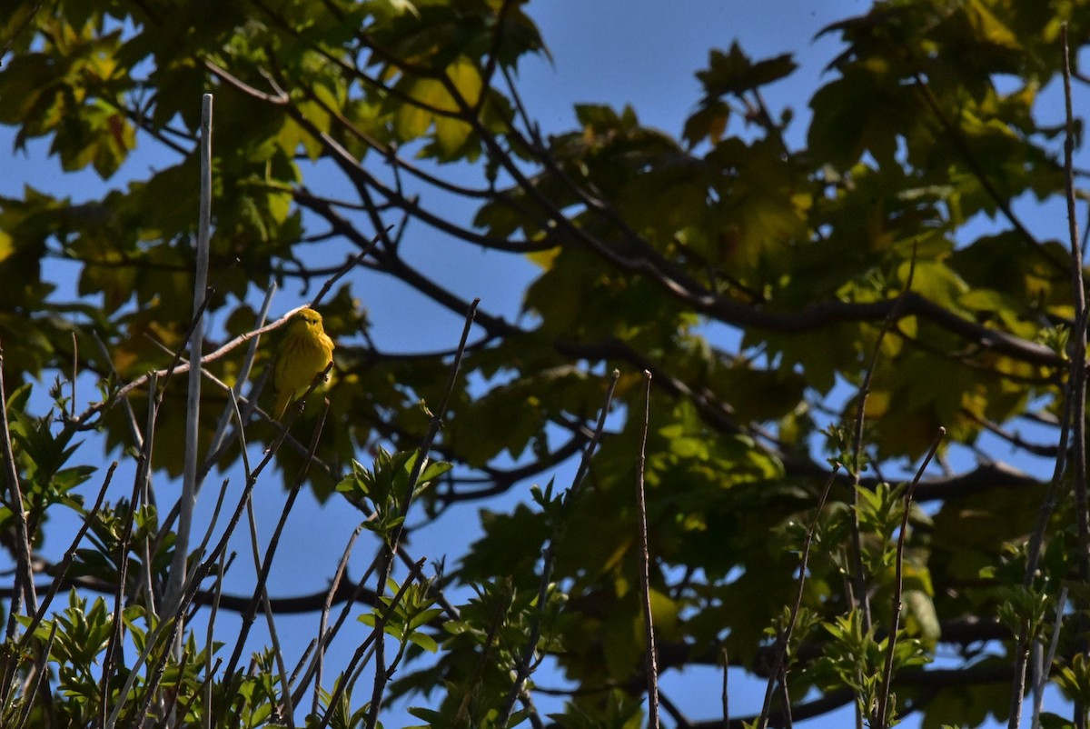 Yellow Warbler - ML620430015