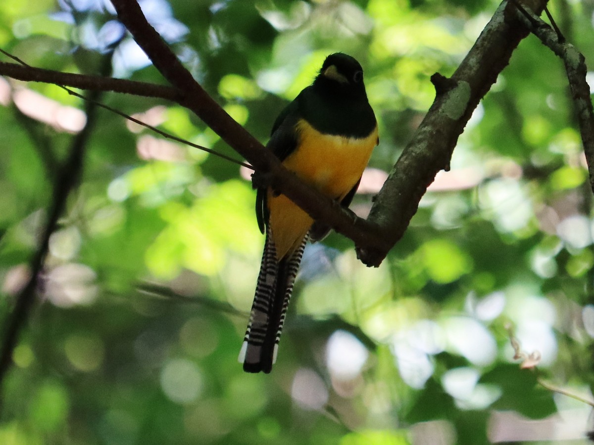 trogon modroocasý - ML620430023