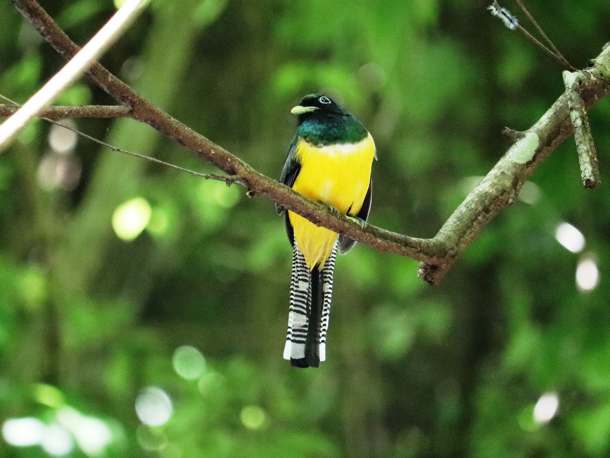 trogon modroocasý - ML620430024