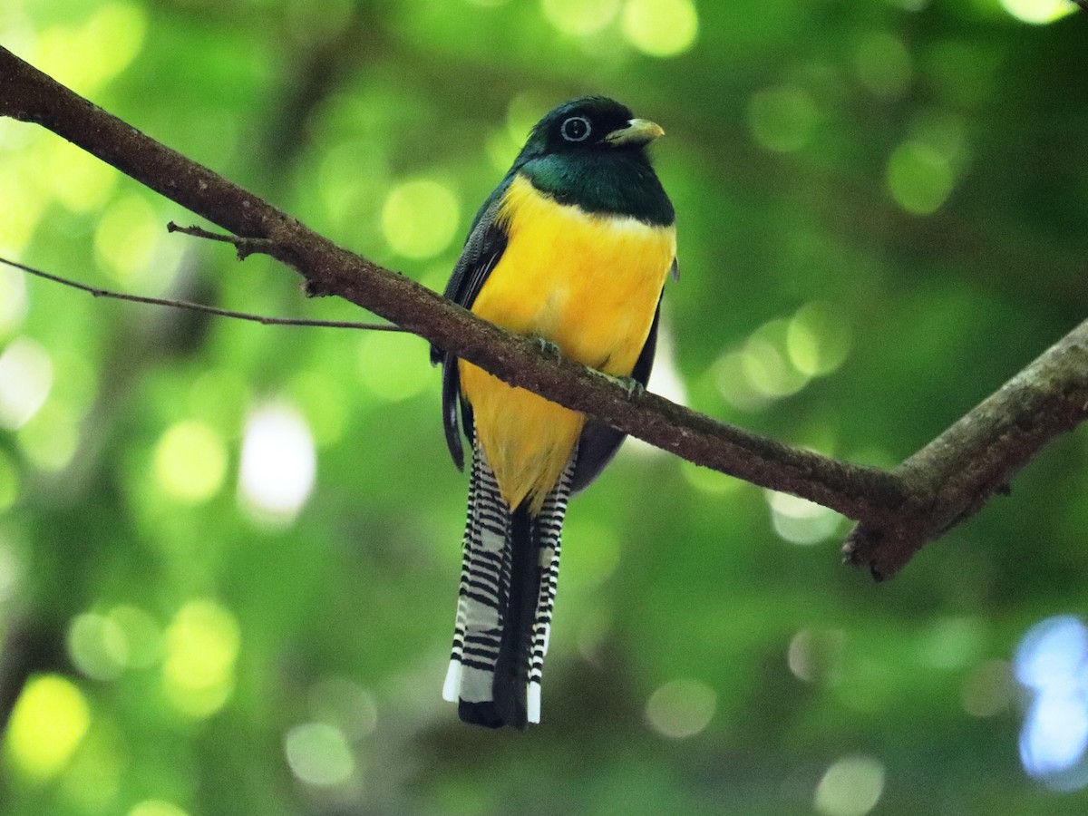 trogon modroocasý - ML620430025