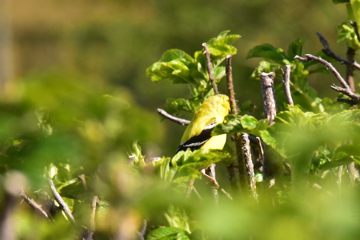 Chardonneret jaune - ML620430026