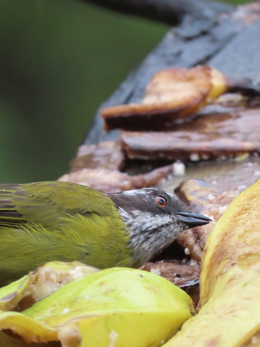 Sooty-capped Chlorospingus - ML620430028