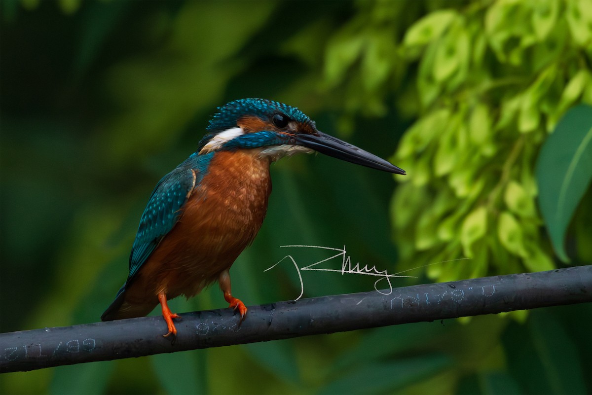 Common Kingfisher - ML620430030