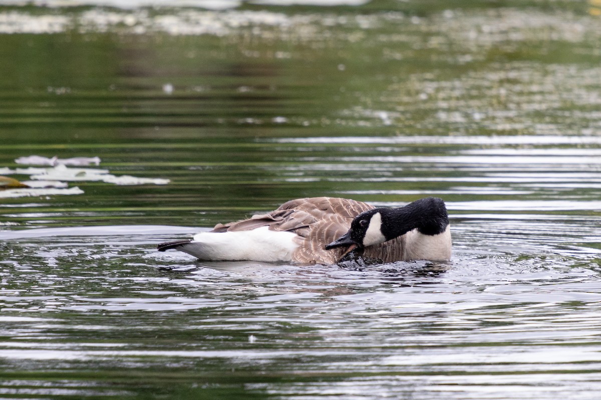 Canada Goose - ML620430032