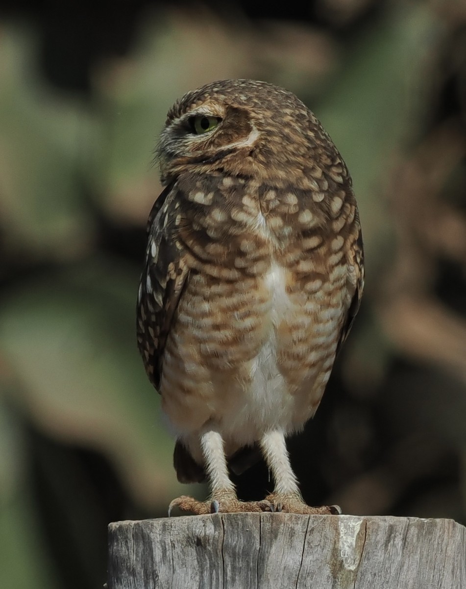 Burrowing Owl - Lynn Chapman