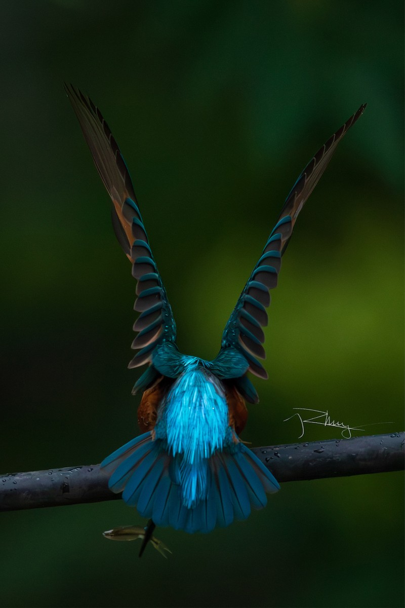 Common Kingfisher - ML620430035