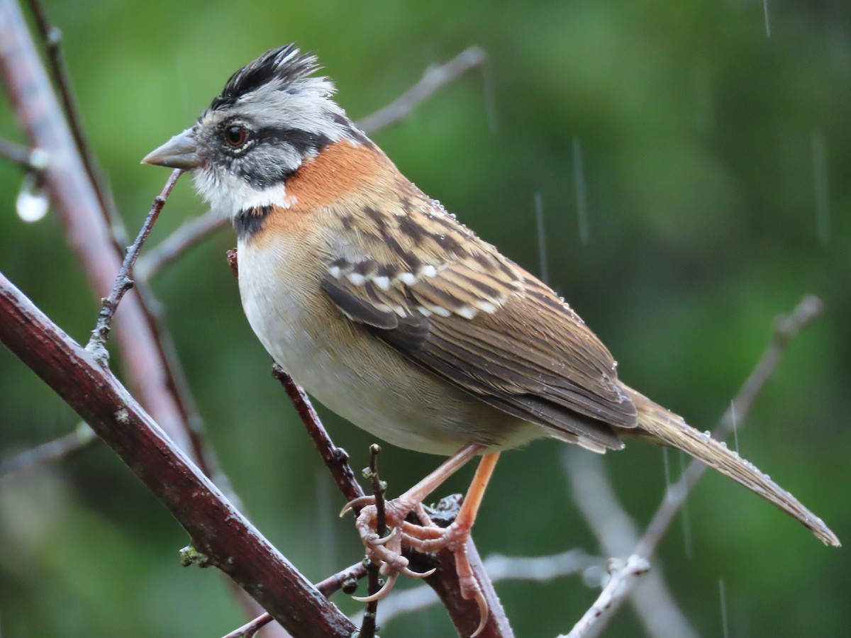 Rufous-collared Sparrow - ML620430038