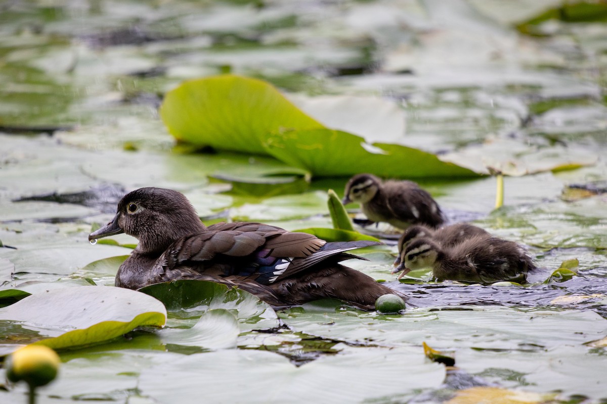 Wood Duck - ML620430040