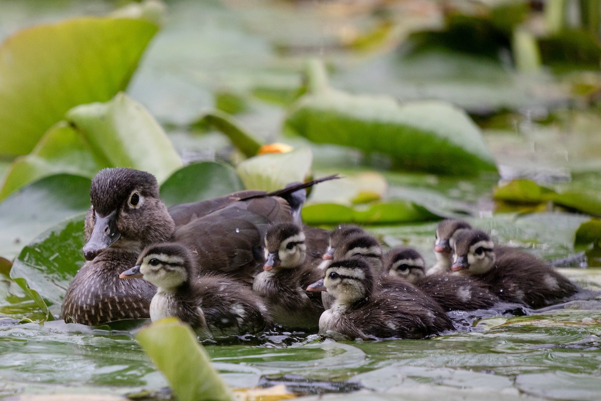 Wood Duck - ML620430041