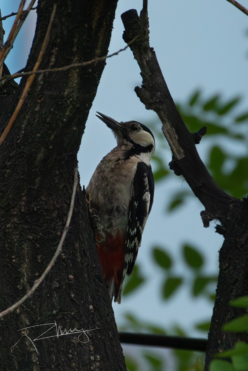 Great Spotted Woodpecker - ML620430042