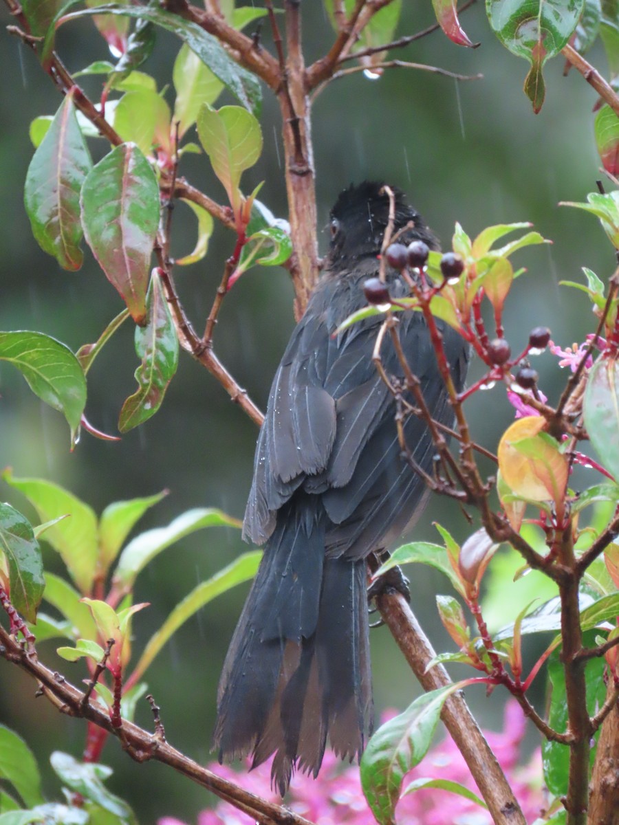 Yellow-thighed Brushfinch - ML620430043