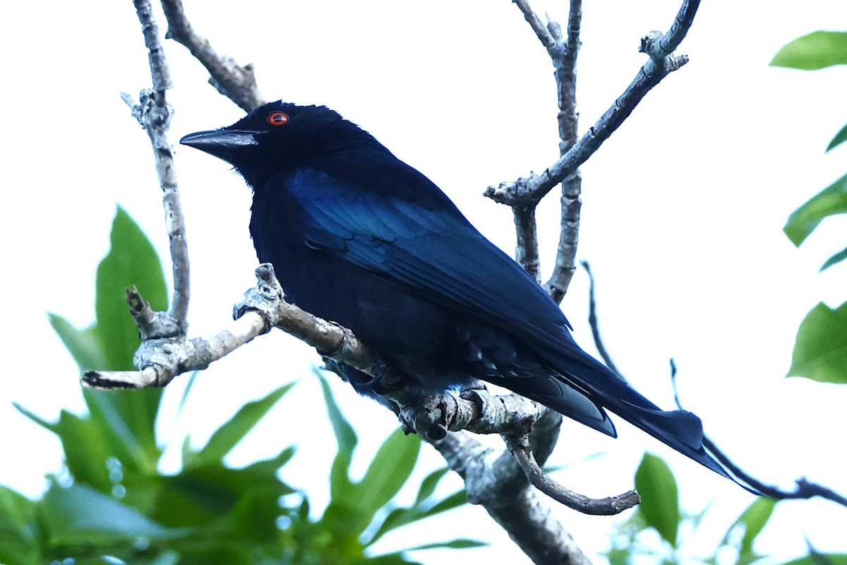 Drongo Escamoso - ML620430044