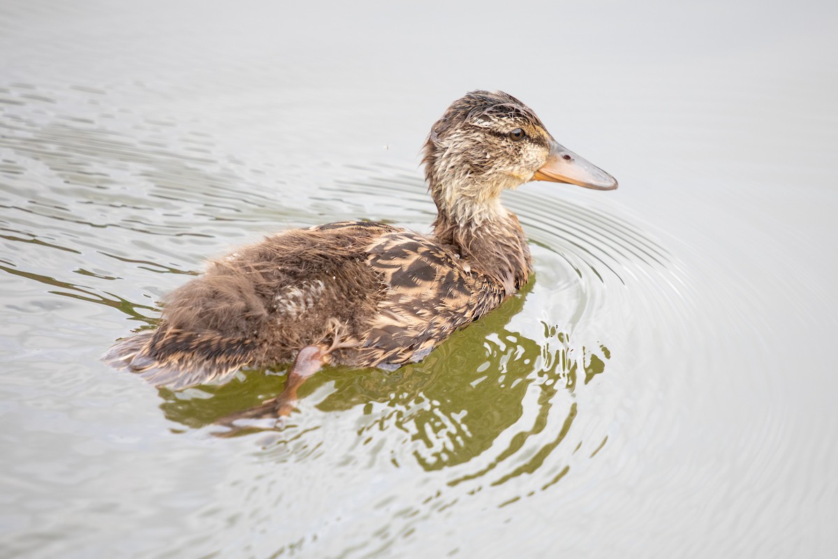 Canard colvert - ML620430046