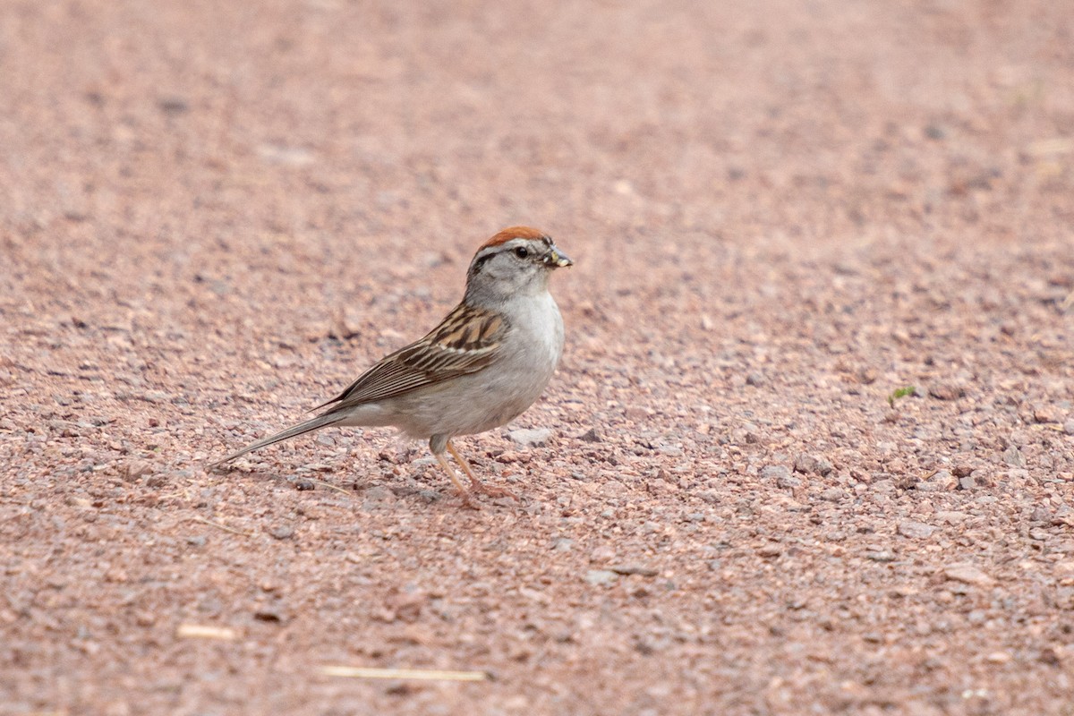 Chipping Sparrow - ML620430052