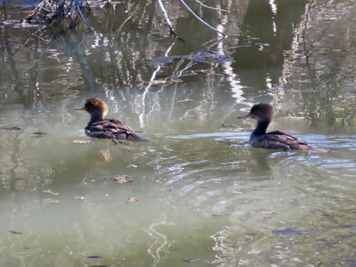 Hooded Merganser - ML620430055