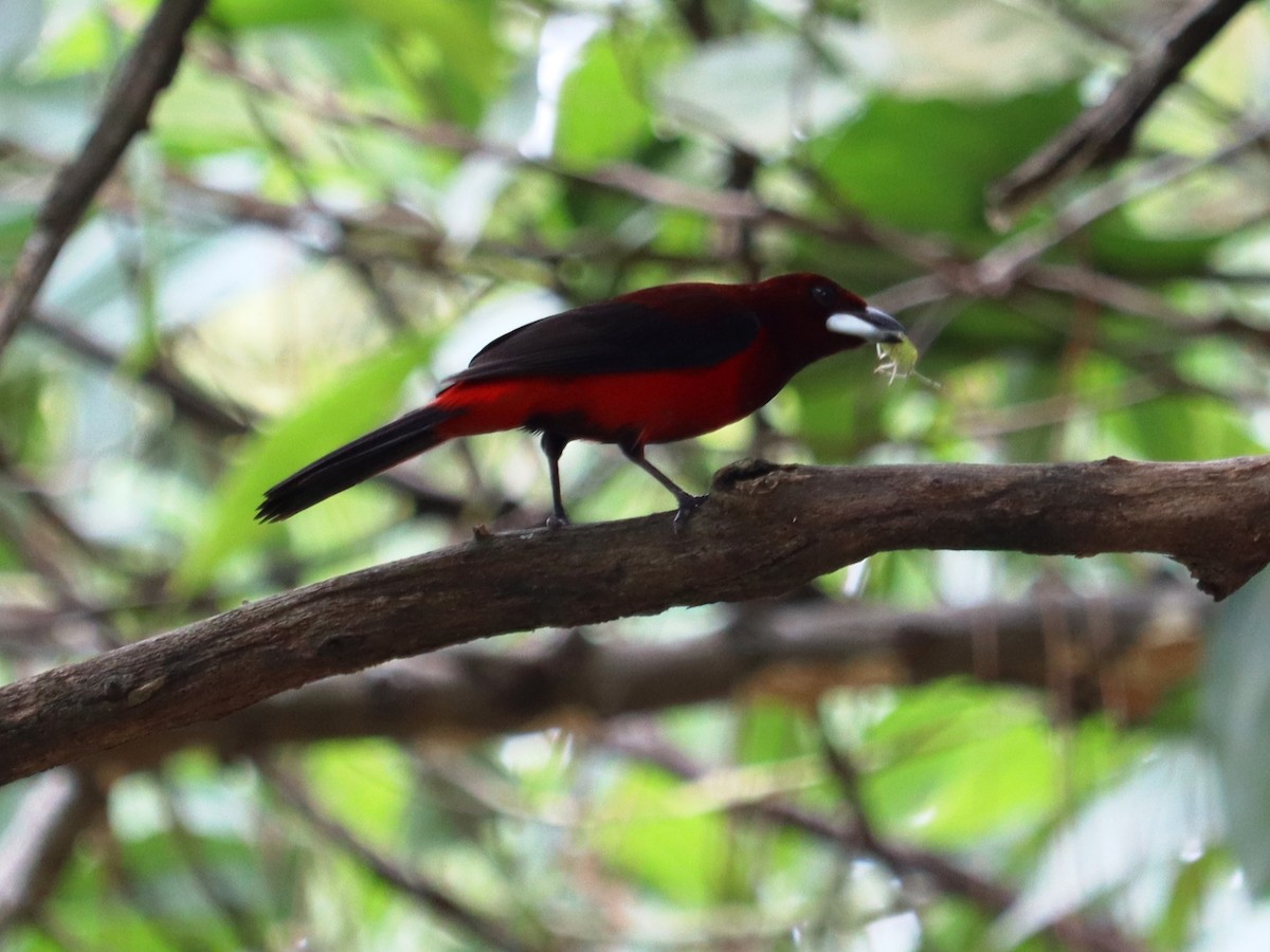 Crimson-backed Tanager - ML620430063