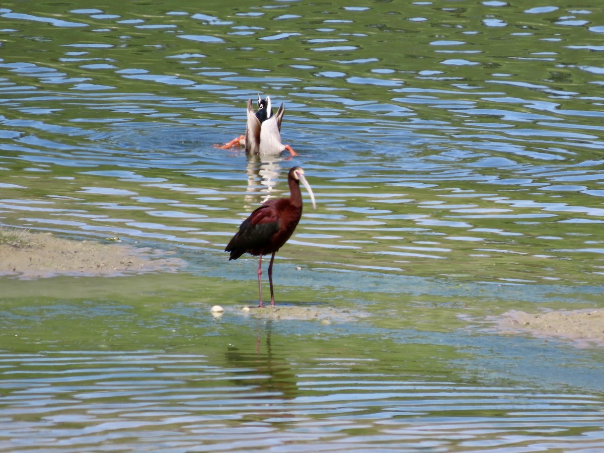 Ibis à face blanche - ML620430065