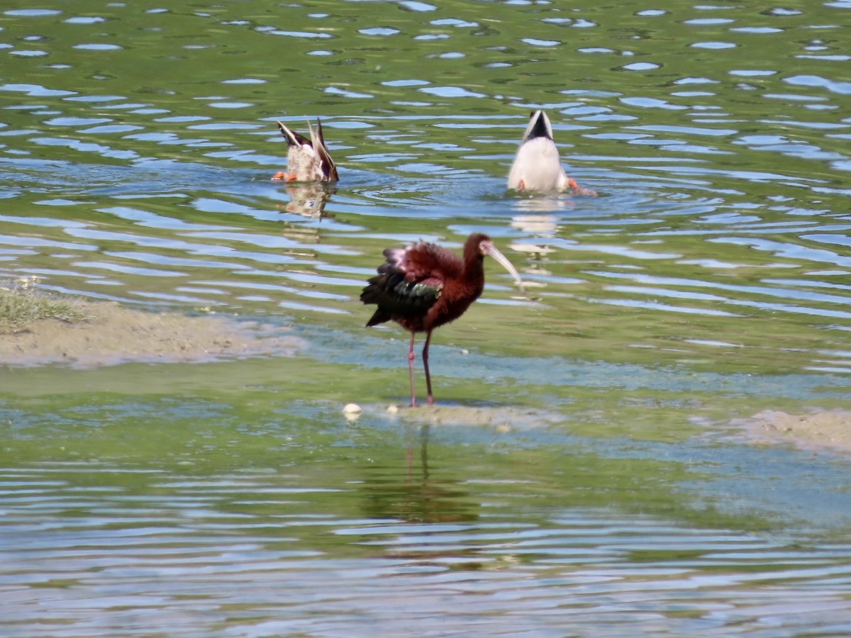 Ibis à face blanche - ML620430069