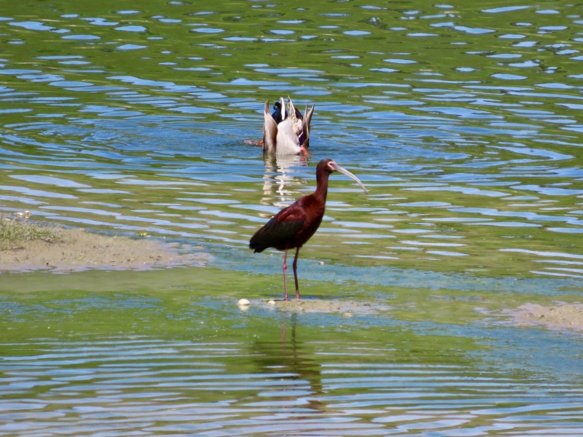 Ibis à face blanche - ML620430070