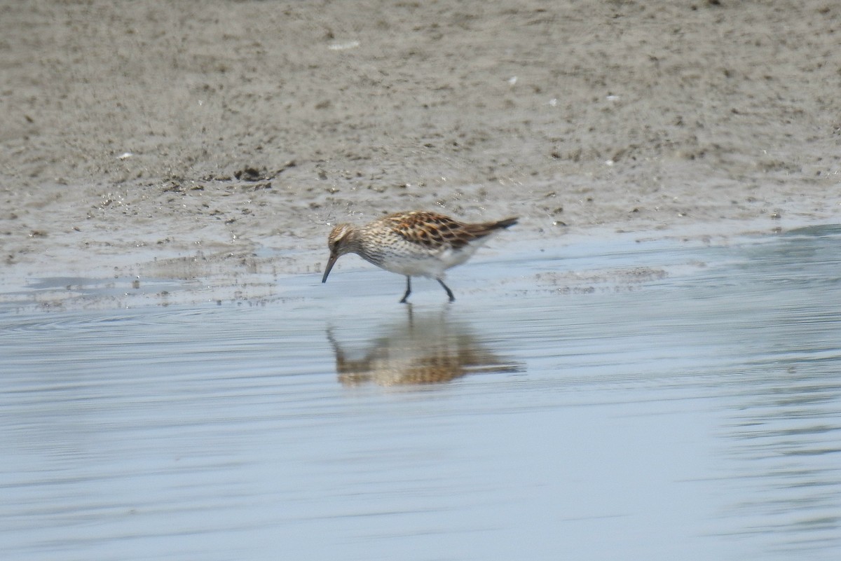 Weißbürzel-Strandläufer - ML620430071