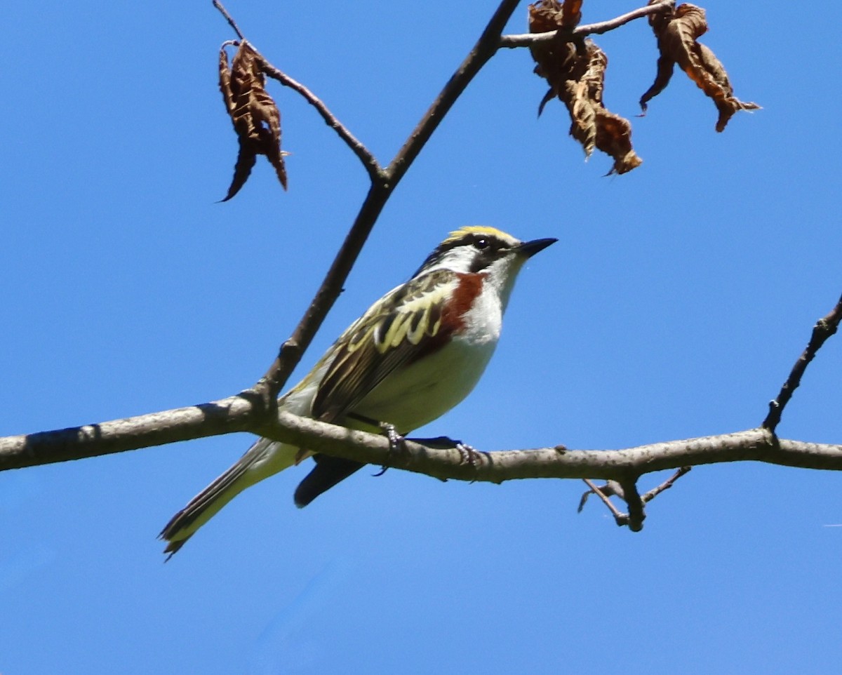 Chestnut-sided Warbler - ML620430074