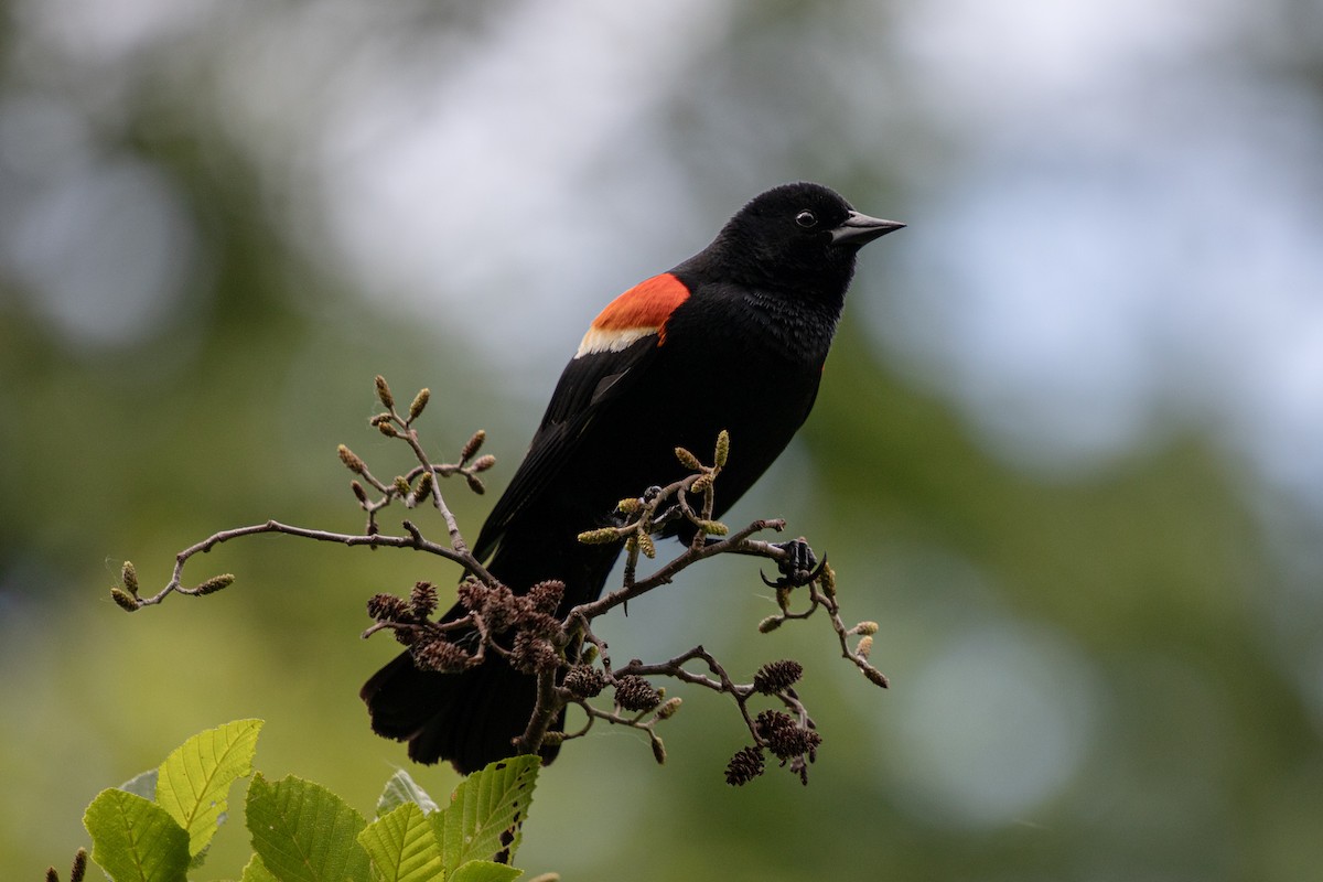 Red-winged Blackbird - ML620430077