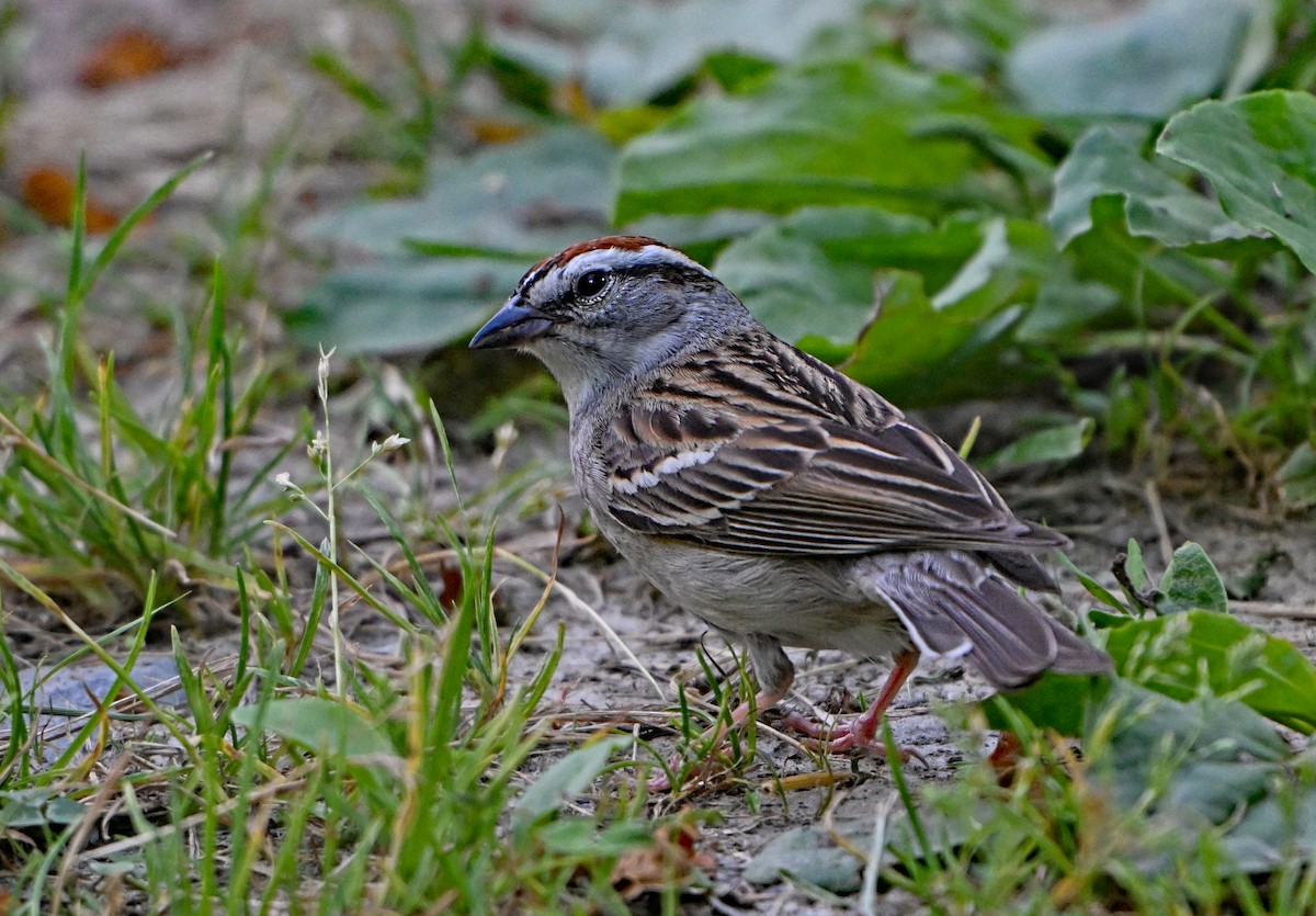 Chipping Sparrow - ML620430081