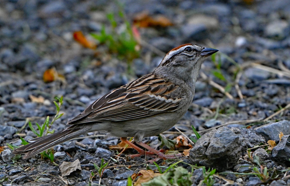 Chipping Sparrow - ML620430082