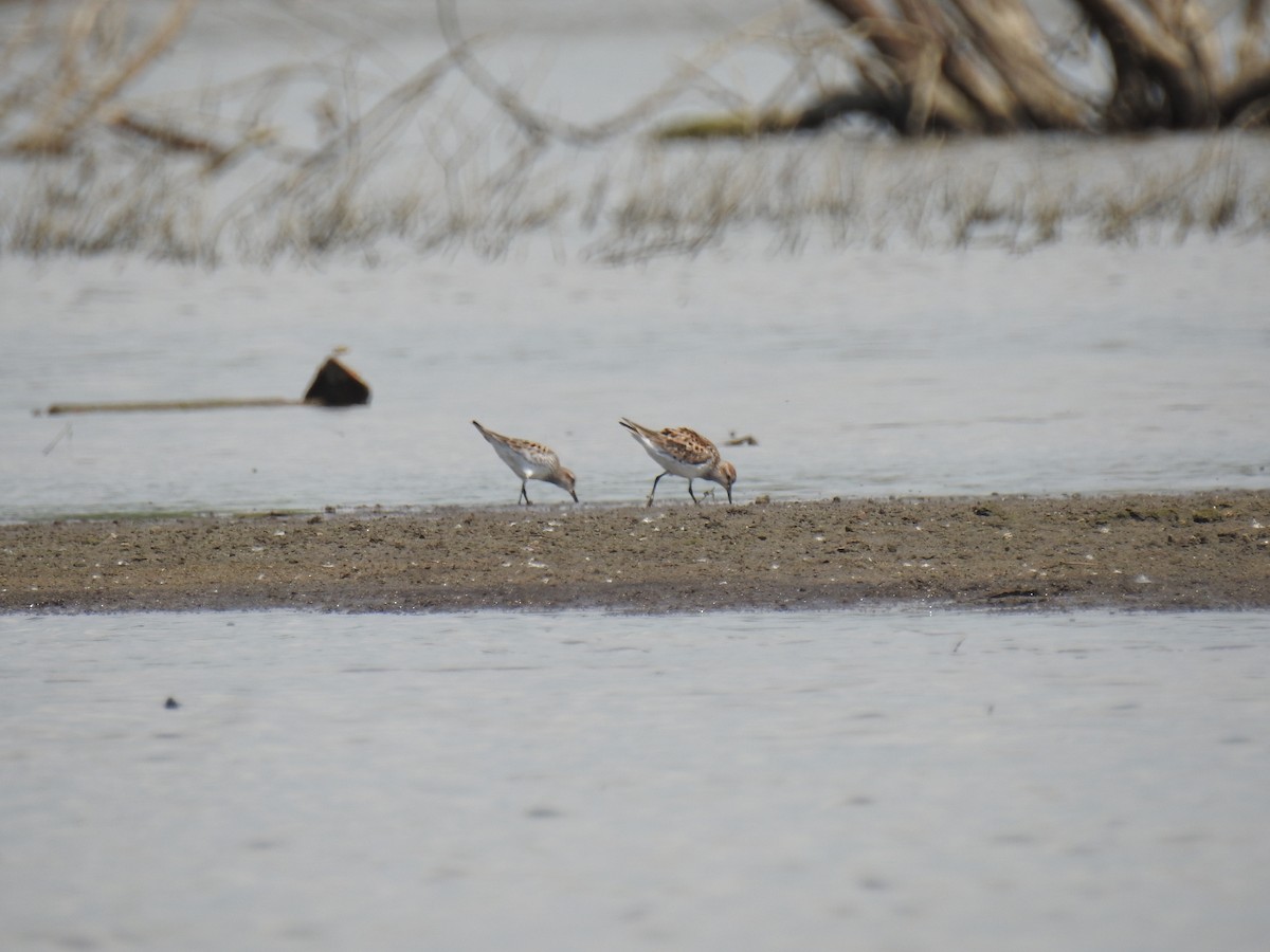 Weißbürzel-Strandläufer - ML620430085