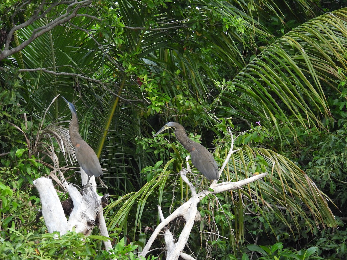 Bare-throated Tiger-Heron - ML620430086