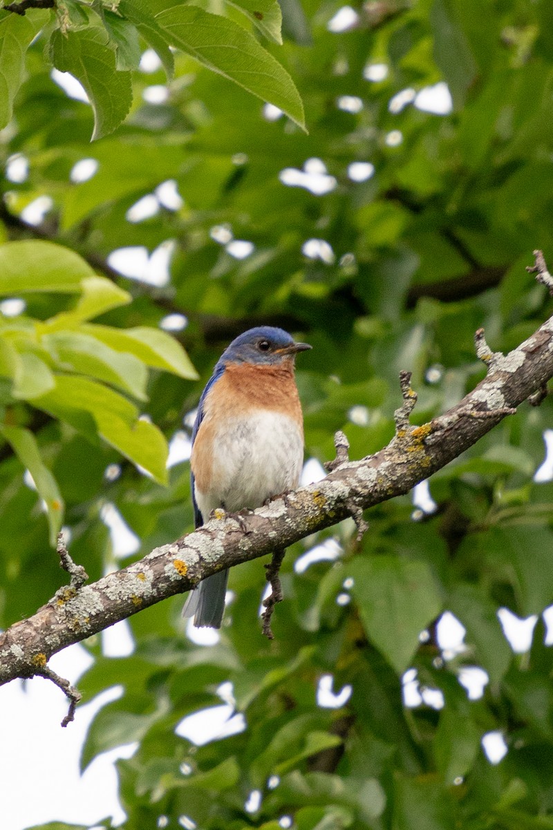 Eastern Bluebird - ML620430087