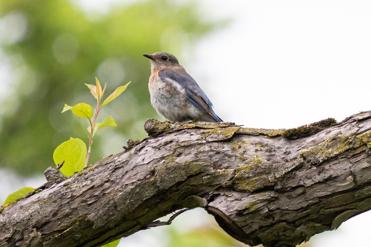 Eastern Bluebird - ML620430088