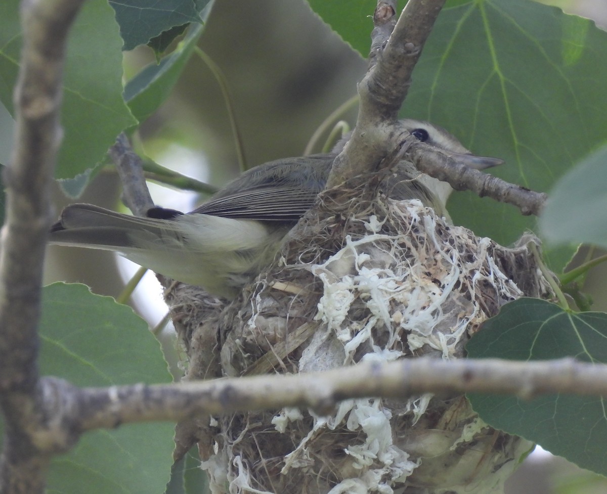 Warbling Vireo - ML620430089