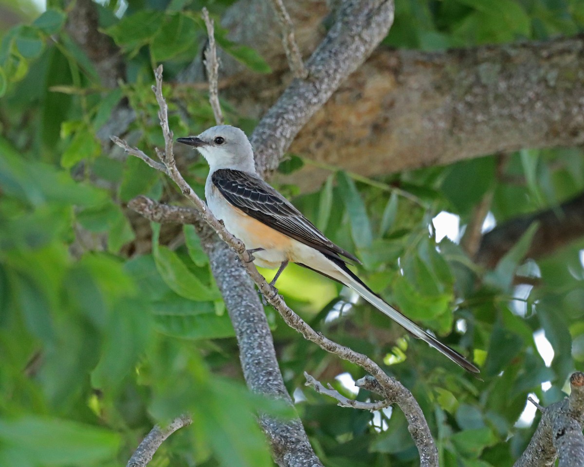 Scissor-tailed Flycatcher - ML620430090