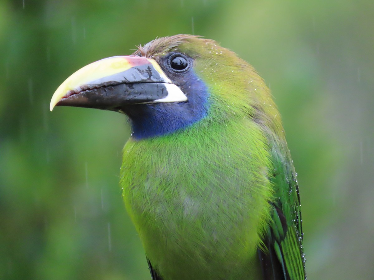 Northern Emerald-Toucanet - ML620430092