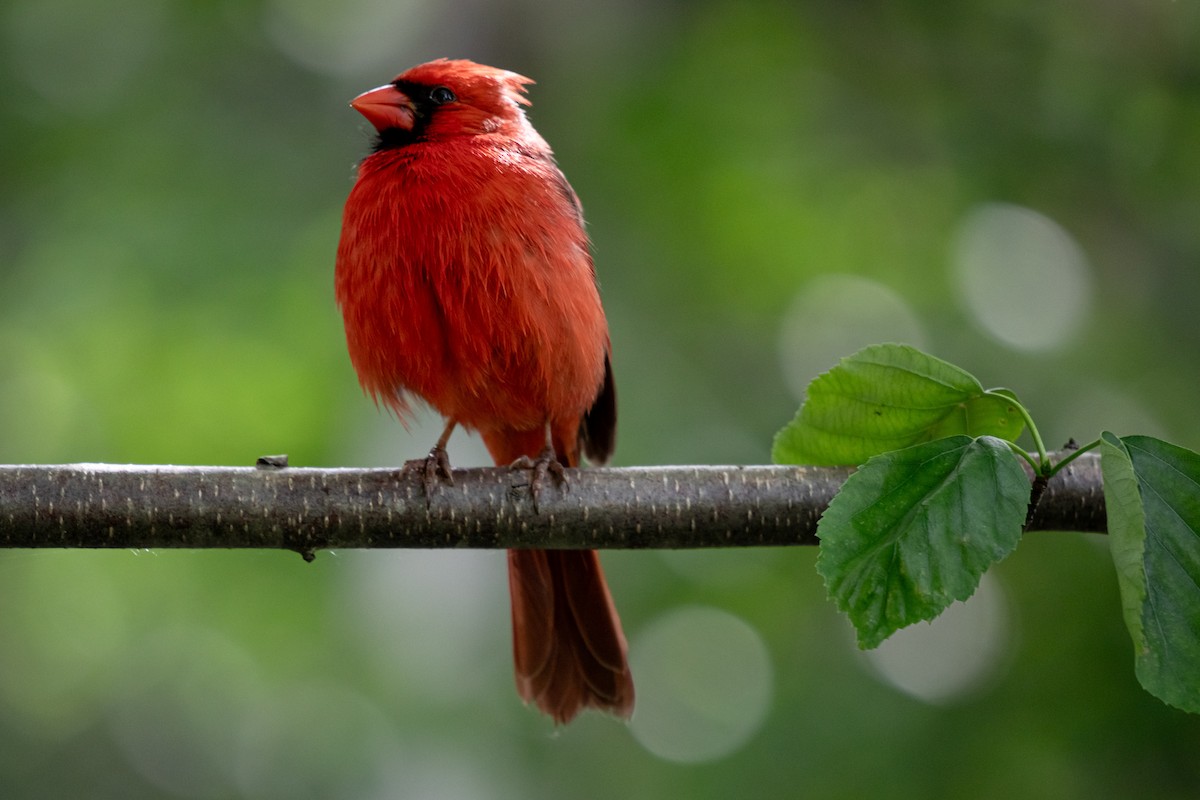 Northern Cardinal - ML620430095