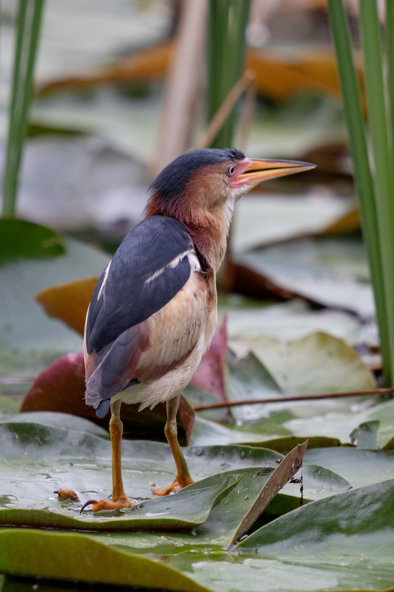 Least Bittern - ML620430100