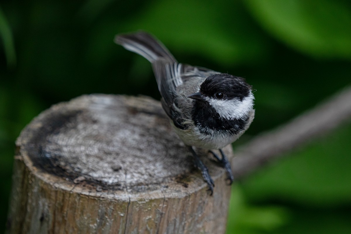 Black-capped Chickadee - ML620430102