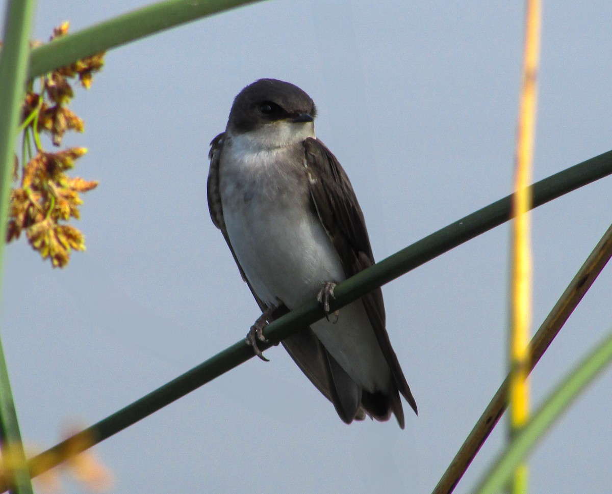 Tree Swallow - ML620430106