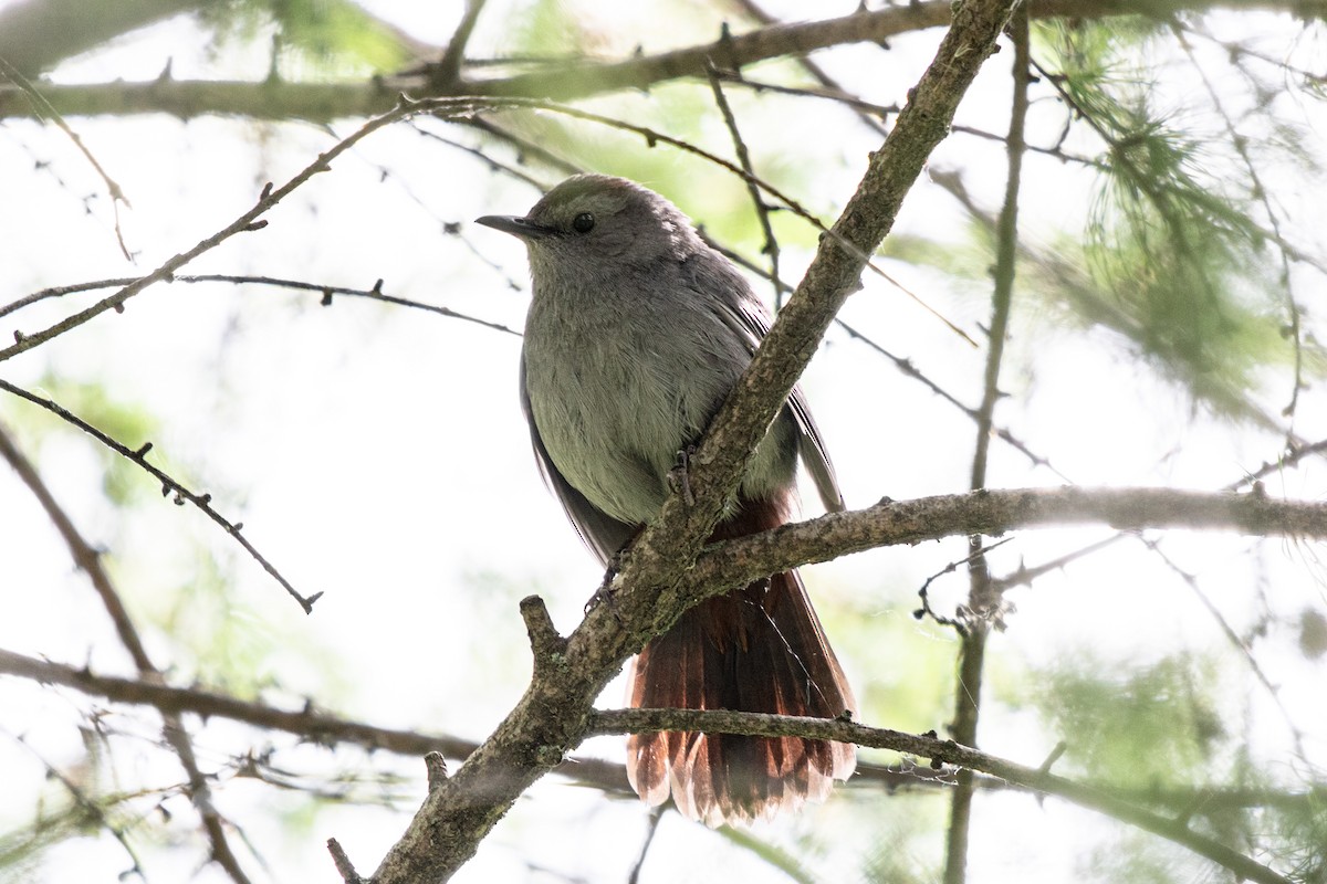 Gray Catbird - ML620430108