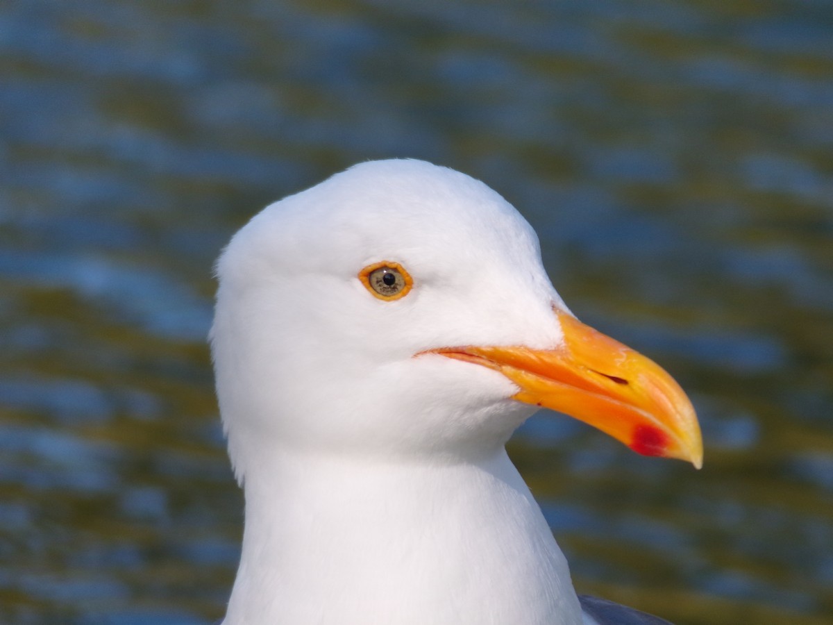 Western Gull - ML620430110