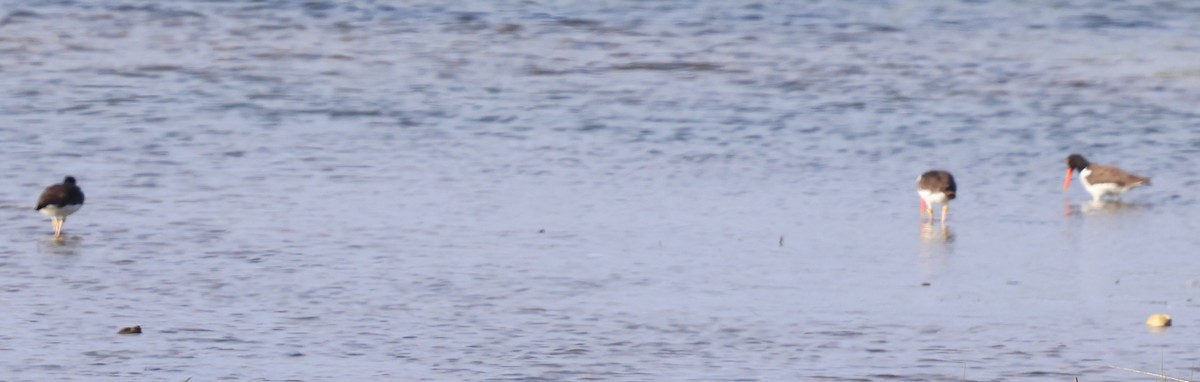 American Oystercatcher - ML620430113